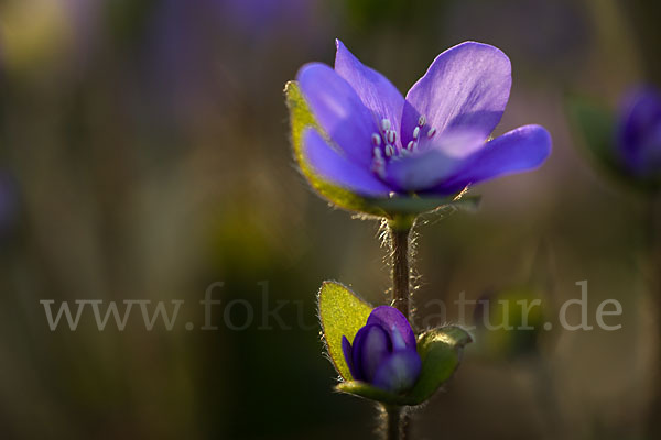 Transsylvanisches Leberblümchen (Hepatica transsylvanica)