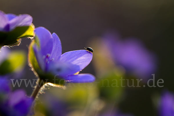 Transsylvanisches Leberblümchen (Hepatica transsylvanica)