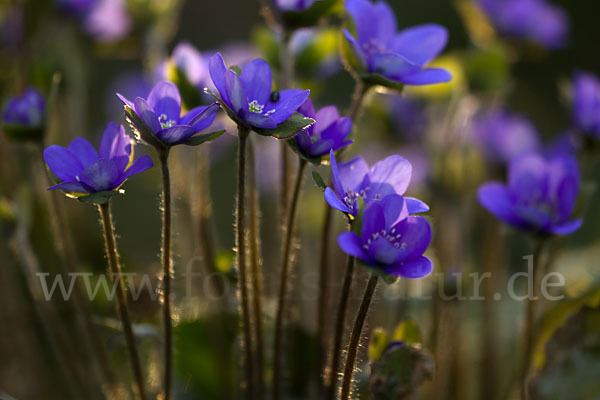 Transsylvanisches Leberblümchen (Hepatica transsylvanica)