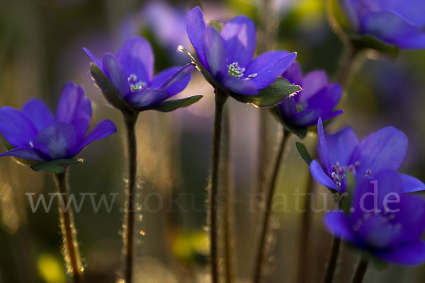 Transsylvanisches Leberblümchen (Hepatica transsylvanica)