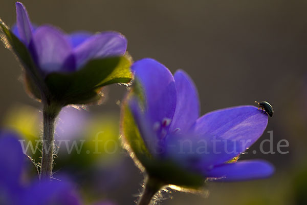 Transsylvanisches Leberblümchen (Hepatica transsylvanica)