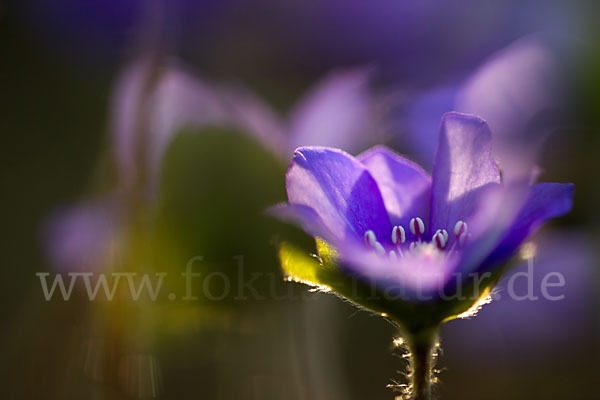 Transsylvanisches Leberblümchen (Hepatica transsylvanica)