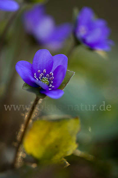 Transsylvanisches Leberblümchen (Hepatica transsylvanica)