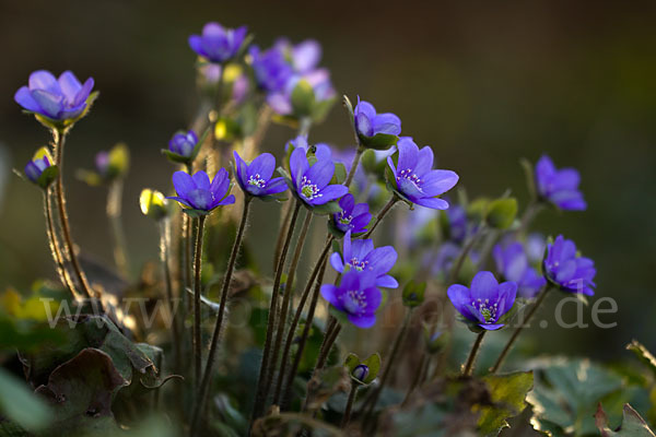 Transsylvanisches Leberblümchen (Hepatica transsylvanica)