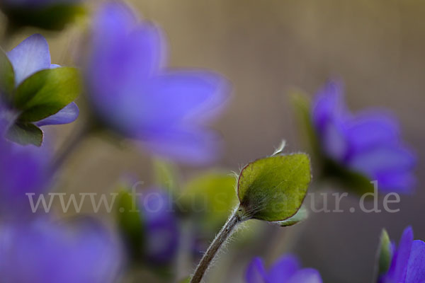 Transsylvanisches Leberblümchen (Hepatica transsylvanica)