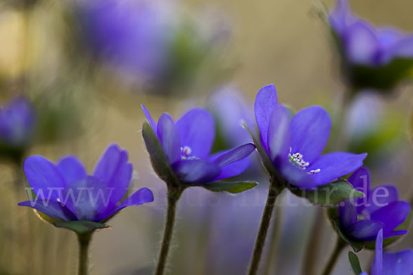 Transsylvanisches Leberblümchen (Hepatica transsylvanica)