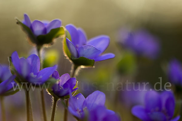 Transsylvanisches Leberblümchen (Hepatica transsylvanica)