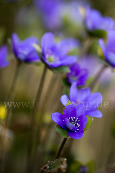 Transsylvanisches Leberblümchen (Hepatica transsylvanica)