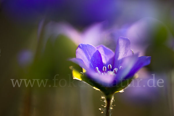 Transsylvanisches Leberblümchen (Hepatica transsylvanica)