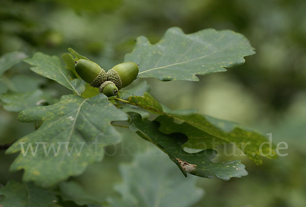 Trauben-Eiche (Quercus petraea)