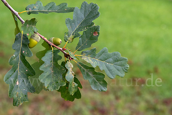 Trauben-Eiche (Quercus petraea)