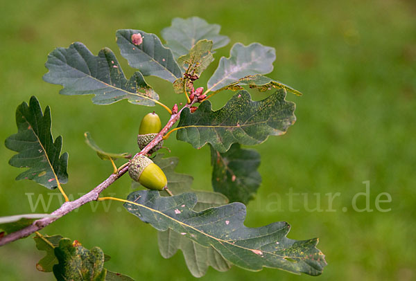 Trauben-Eiche (Quercus petraea)