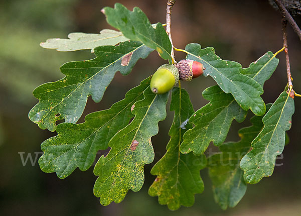 Trauben-Eiche (Quercus petraea)