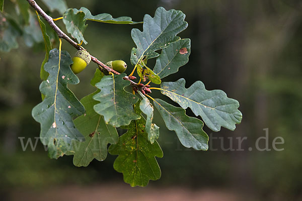 Trauben-Eiche (Quercus petraea)