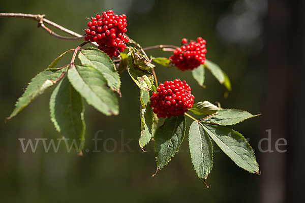 Trauben-Holunder (Sambucus racemosa)