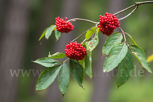 Trauben-Holunder (Sambucus racemosa)