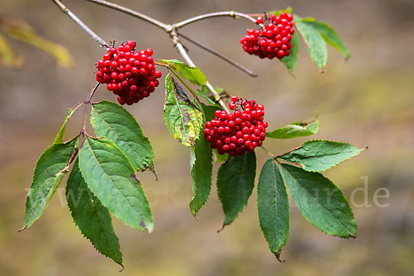 Trauben-Holunder (Sambucus racemosa)