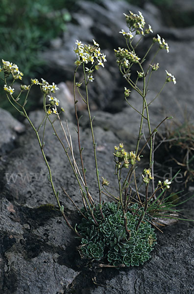 Trauben-Steinbrech (Saxifraga paniculata)