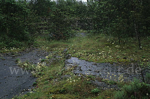 Trauben-Steinbrech (Saxifraga paniculata)