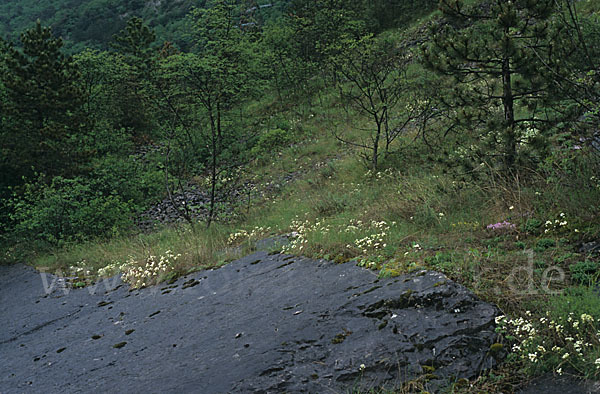 Trauben-Steinbrech (Saxifraga paniculata)