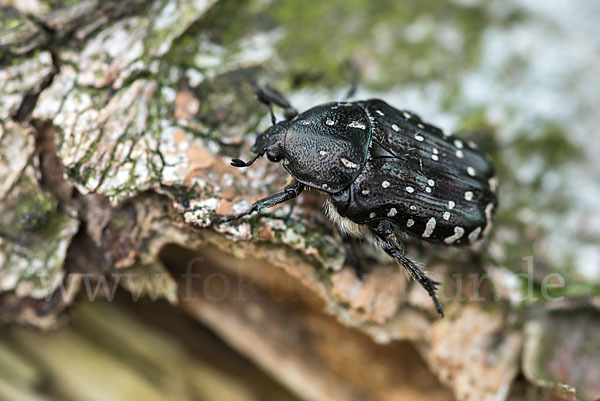 Trauer-Rosenkäfer (Oxythryea funesta)