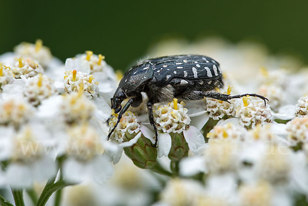 Trauer-Rosenkäfer (Oxythryea funesta)