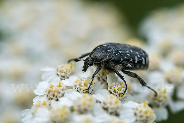 Trauer-Rosenkäfer (Oxythryea funesta)