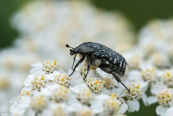 Trauer-Rosenkäfer (Oxythryea funesta)