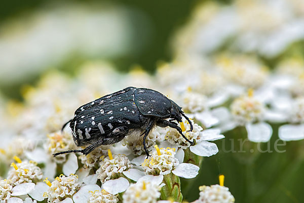 Trauer-Rosenkäfer (Oxythryea funesta)