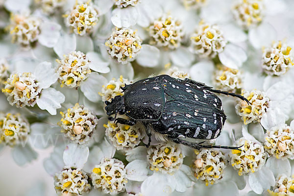 Trauer-Rosenkäfer (Oxythryea funesta)