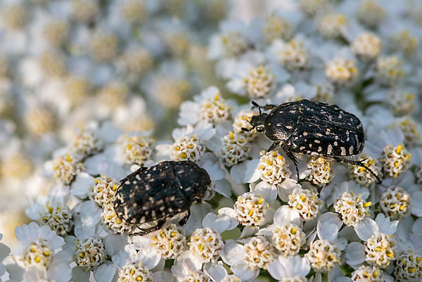 Trauer-Rosenkäfer (Oxythryea funesta)