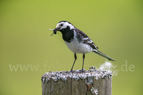 Trauerbachstelze (Motacilla yarrellii)