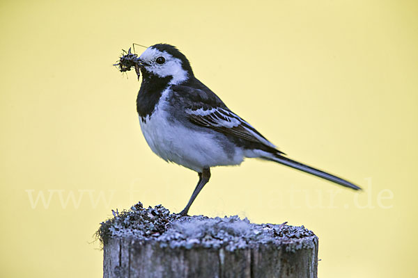 Trauerbachstelze (Motacilla yarrellii)