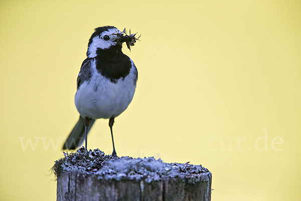 Trauerbachstelze (Motacilla yarrellii)