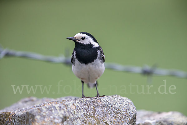 Trauerbachstelze (Motacilla yarrellii)