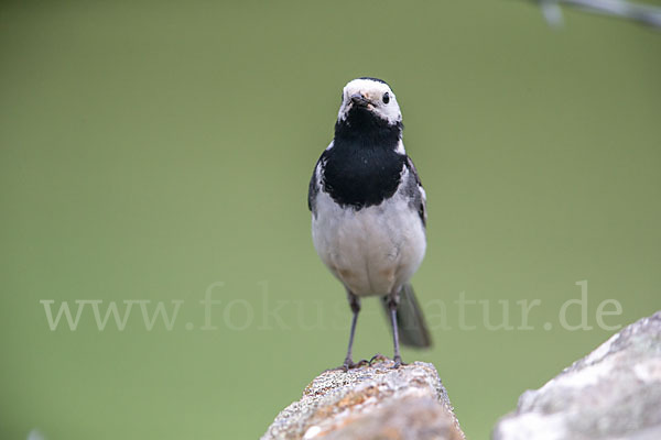 Trauerbachstelze (Motacilla yarrellii)