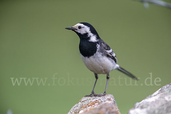 Trauerbachstelze (Motacilla yarrellii)