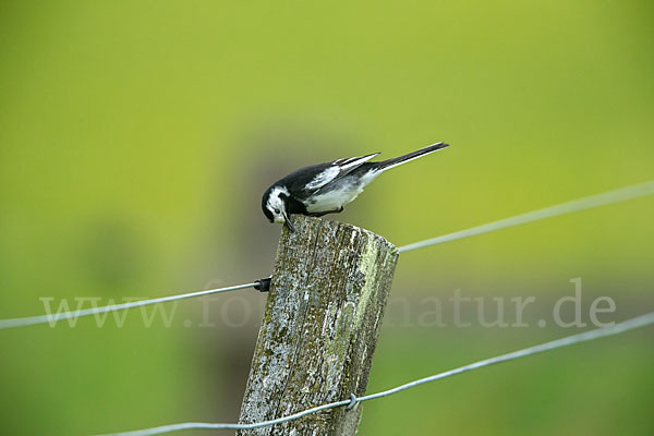 Trauerbachstelze (Motacilla yarrellii)