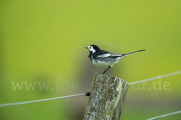 Trauerbachstelze (Motacilla yarrellii)