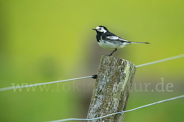 Trauerbachstelze (Motacilla yarrellii)