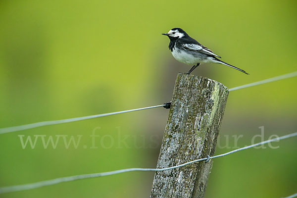 Trauerbachstelze (Motacilla yarrellii)