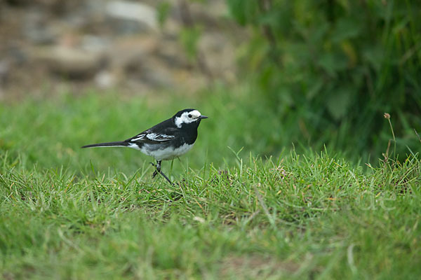 Trauerbachstelze (Motacilla yarrellii)