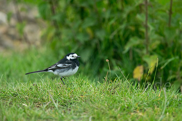 Trauerbachstelze (Motacilla yarrellii)