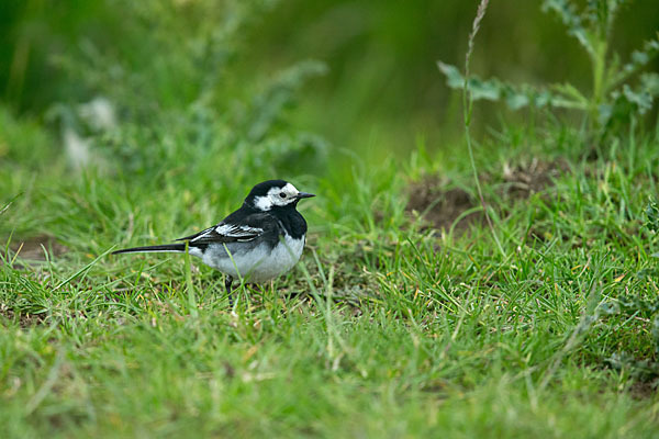 Trauerbachstelze (Motacilla yarrellii)