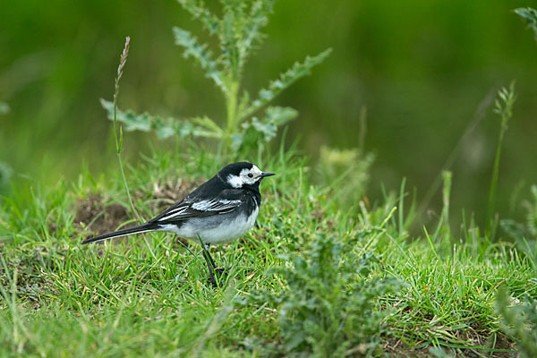 Trauerbachstelze (Motacilla yarrellii)