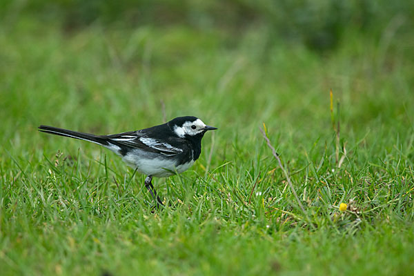 Trauerbachstelze (Motacilla yarrellii)