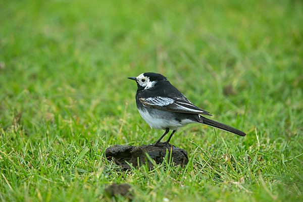 Trauerbachstelze (Motacilla yarrellii)