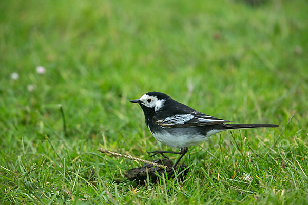 Trauerbachstelze (Motacilla yarrellii)