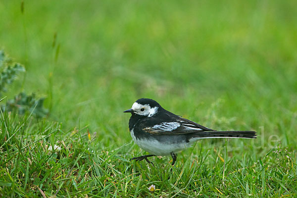 Trauerbachstelze (Motacilla yarrellii)