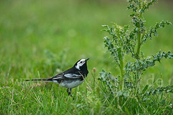 Trauerbachstelze (Motacilla yarrellii)